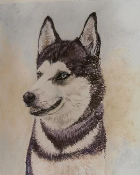 Husky Husky