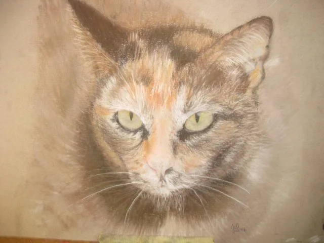 Opal - the cat Opal - the cat