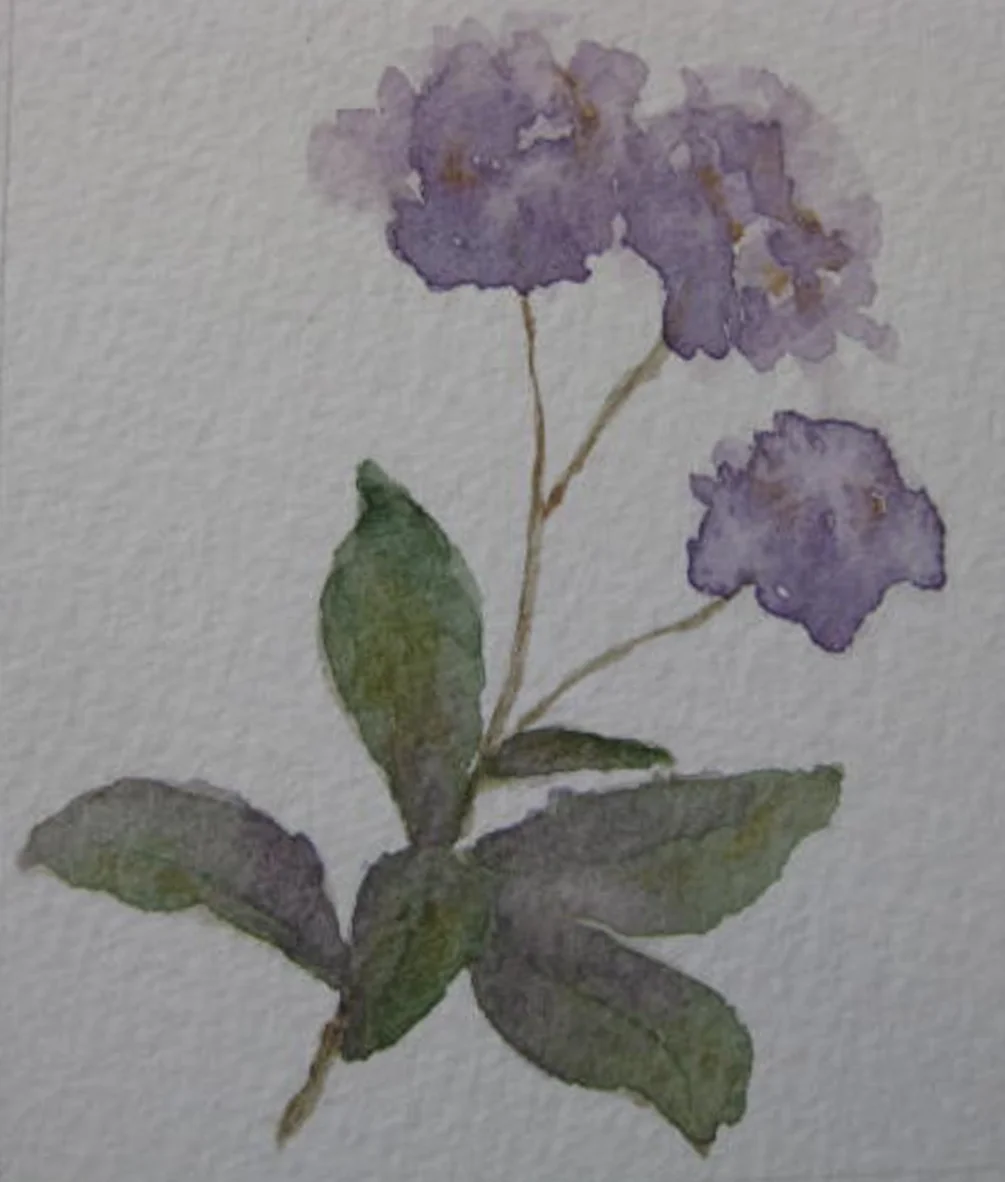 Violets Violets