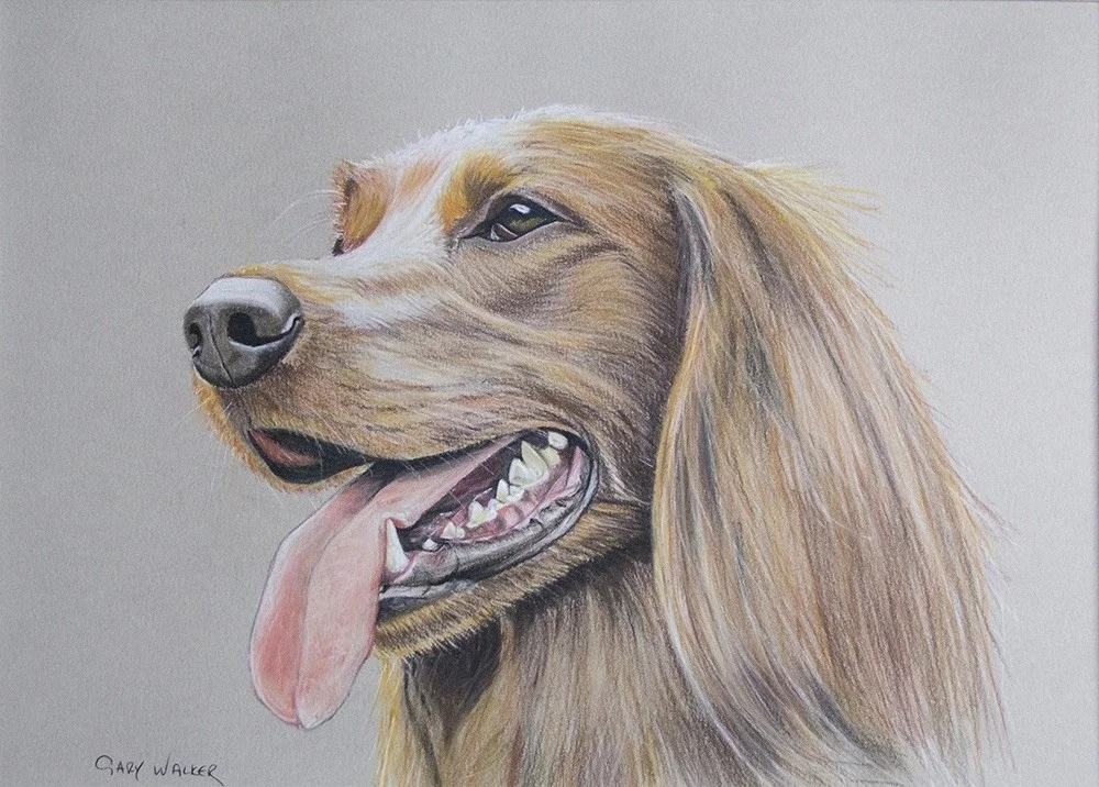 Red setter Red setter