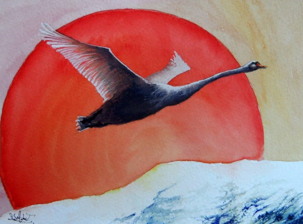 Swan in Winters Sunrise Swan in Winters Sunrise