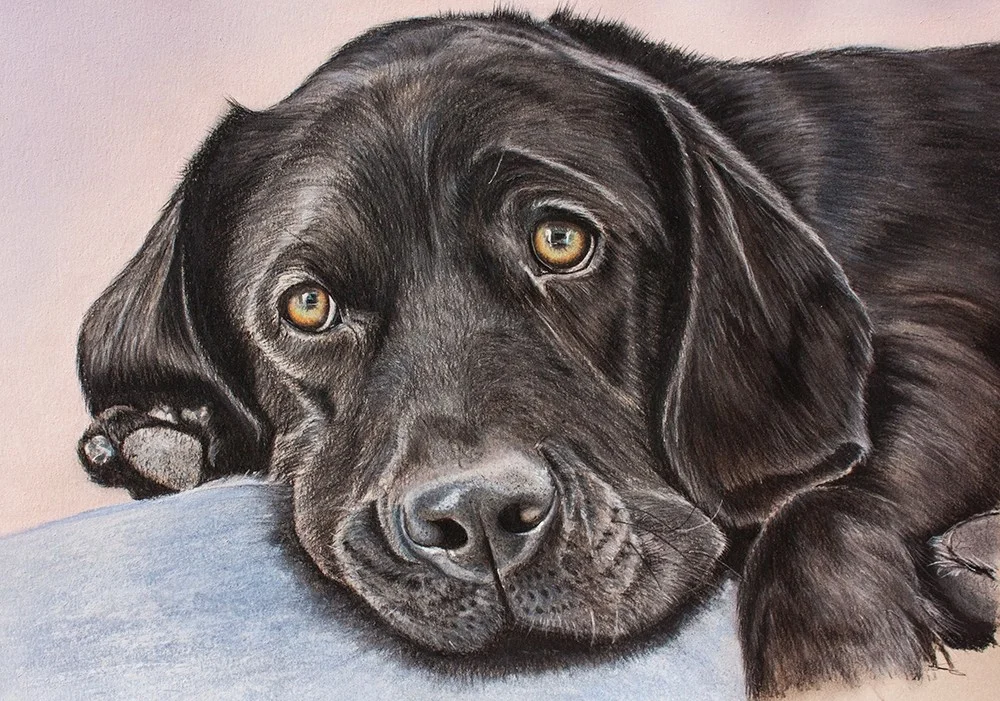 Black Lab Black Lab