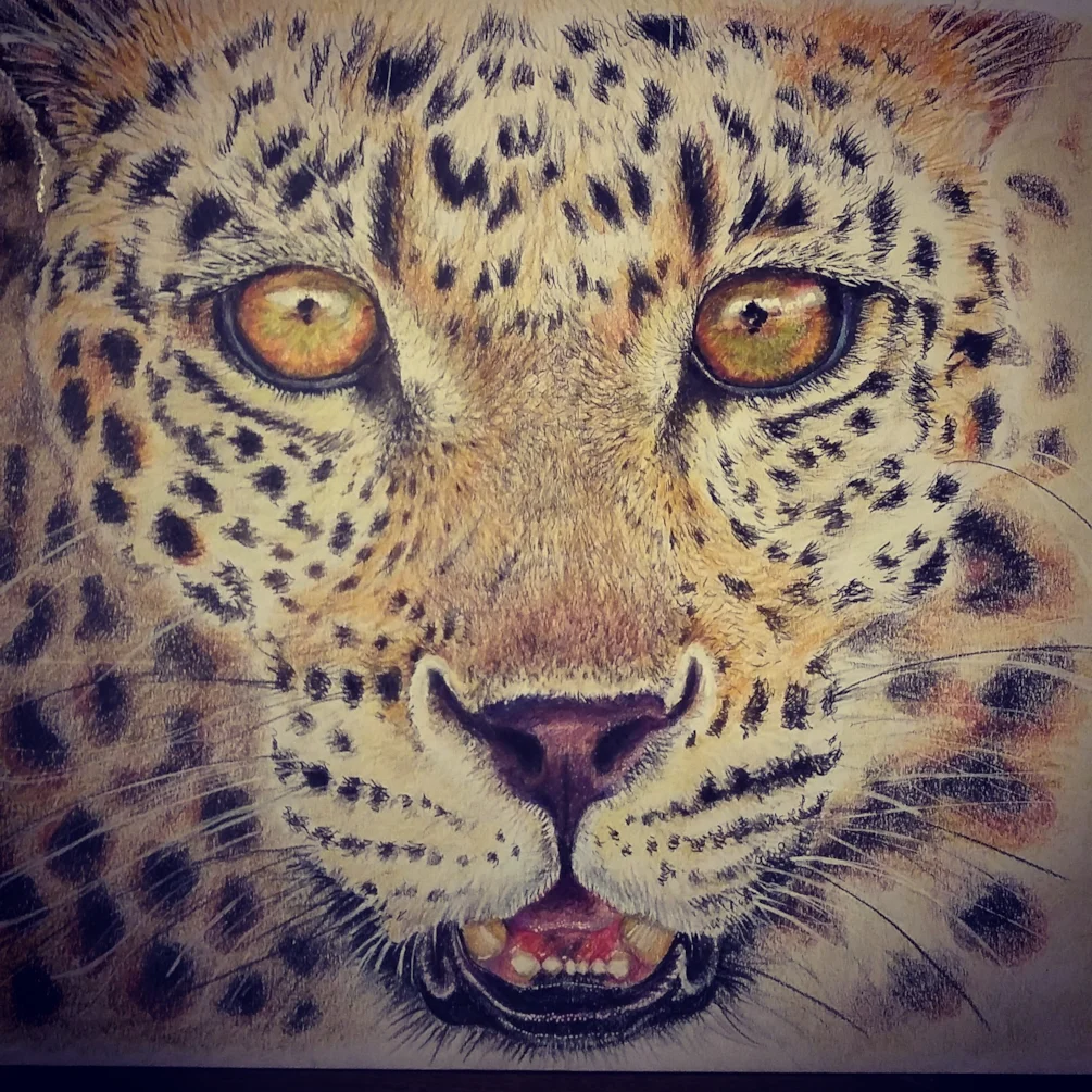Leopard Leopard