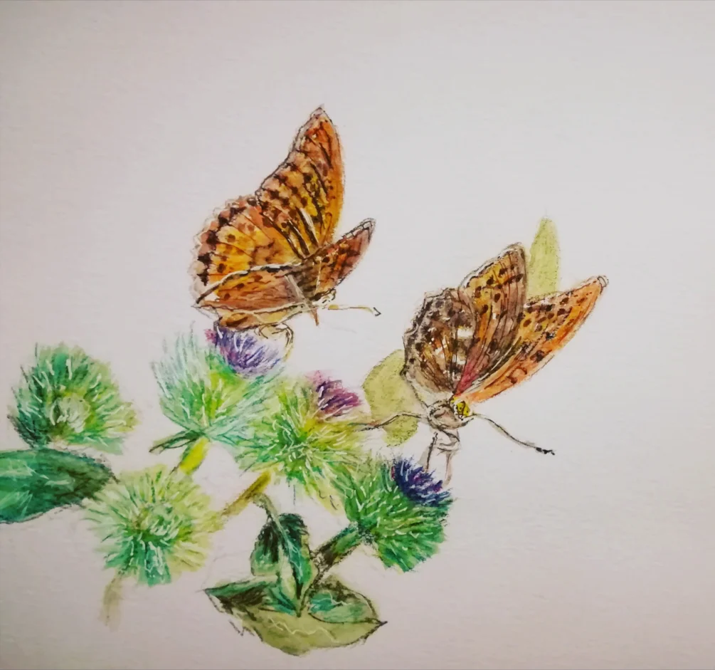Butterflies on barbs Butterflies on barbs