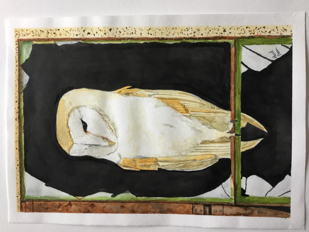 Barn owl Barn owl
