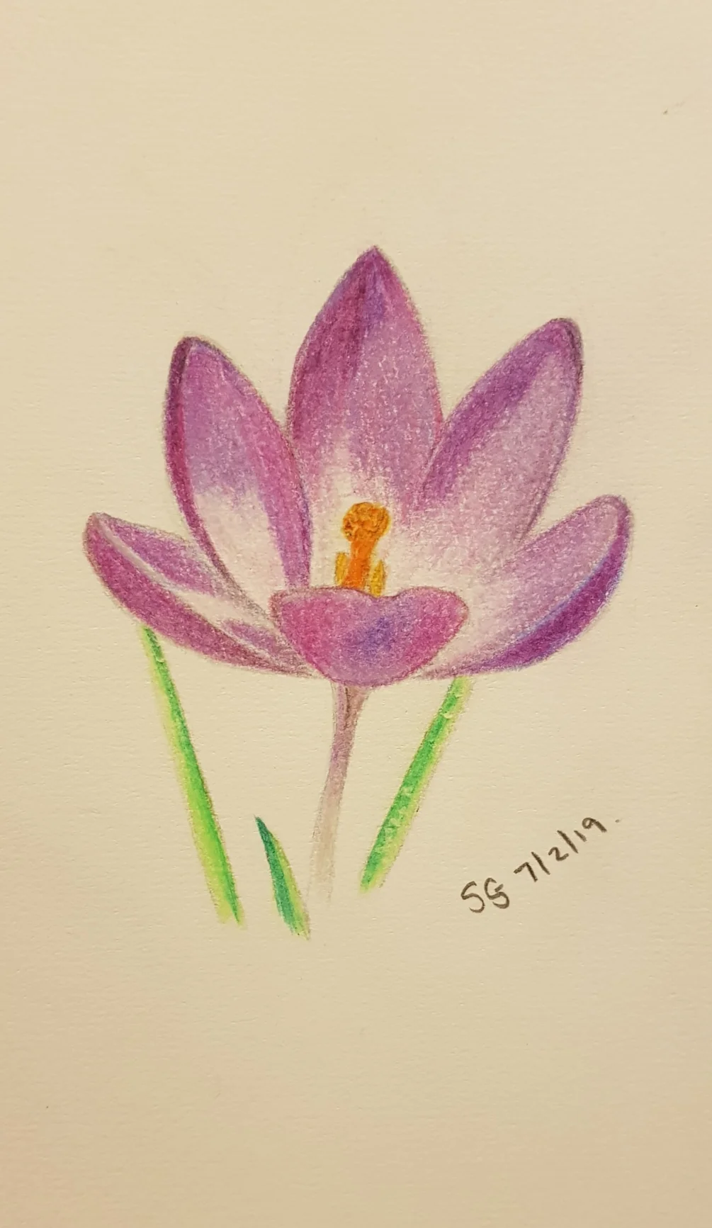 Crocus Crocus