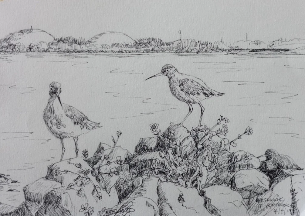 Redshank by the Tees at Portrack Marsh Redshank by the Tees at Portrack Marsh