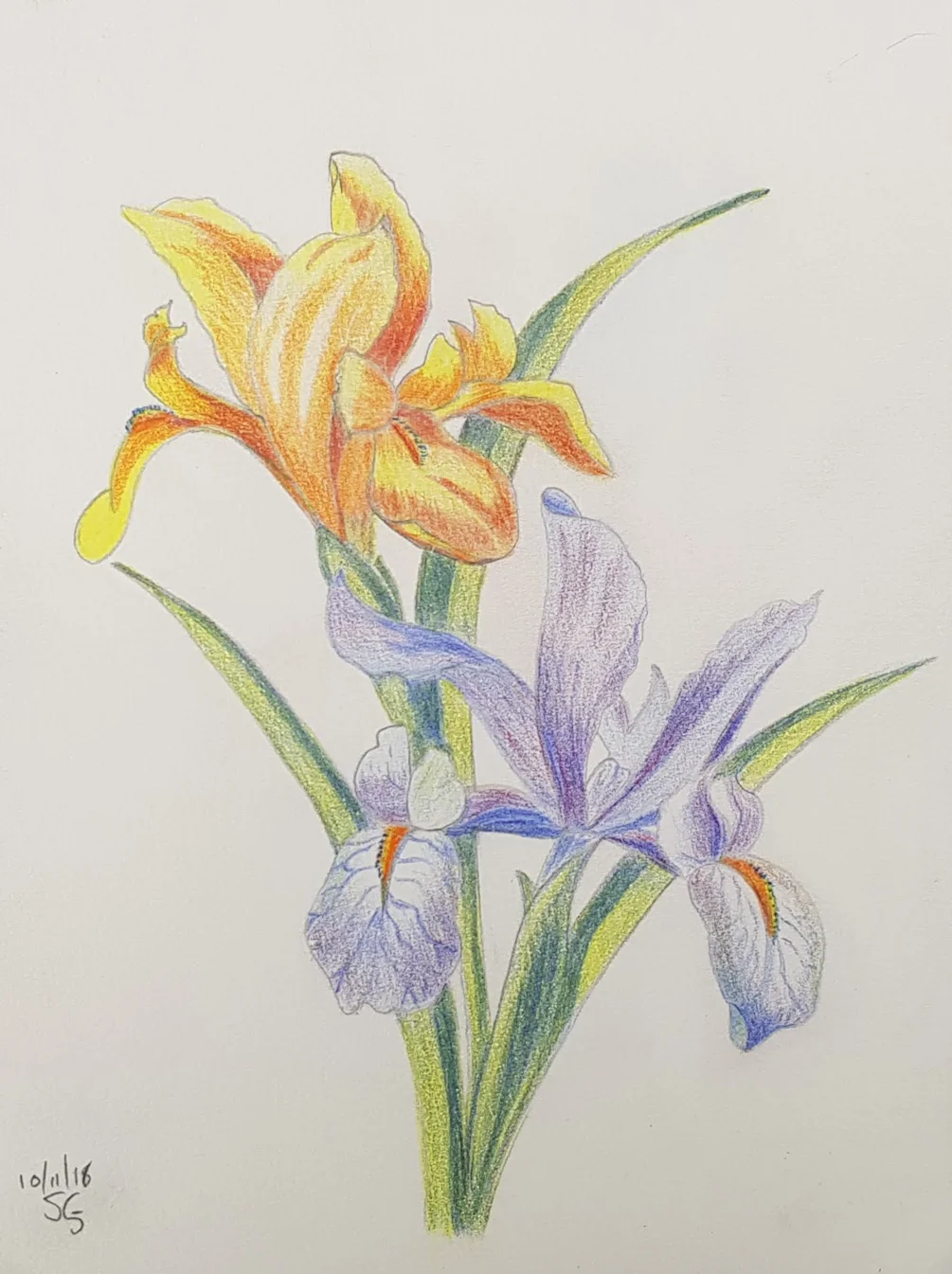 Iris Iris