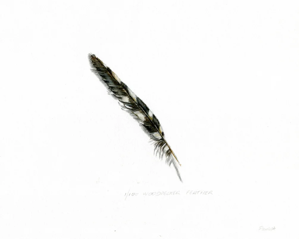 1 woodpecker feather (2) 1 woodpecker feather (2)