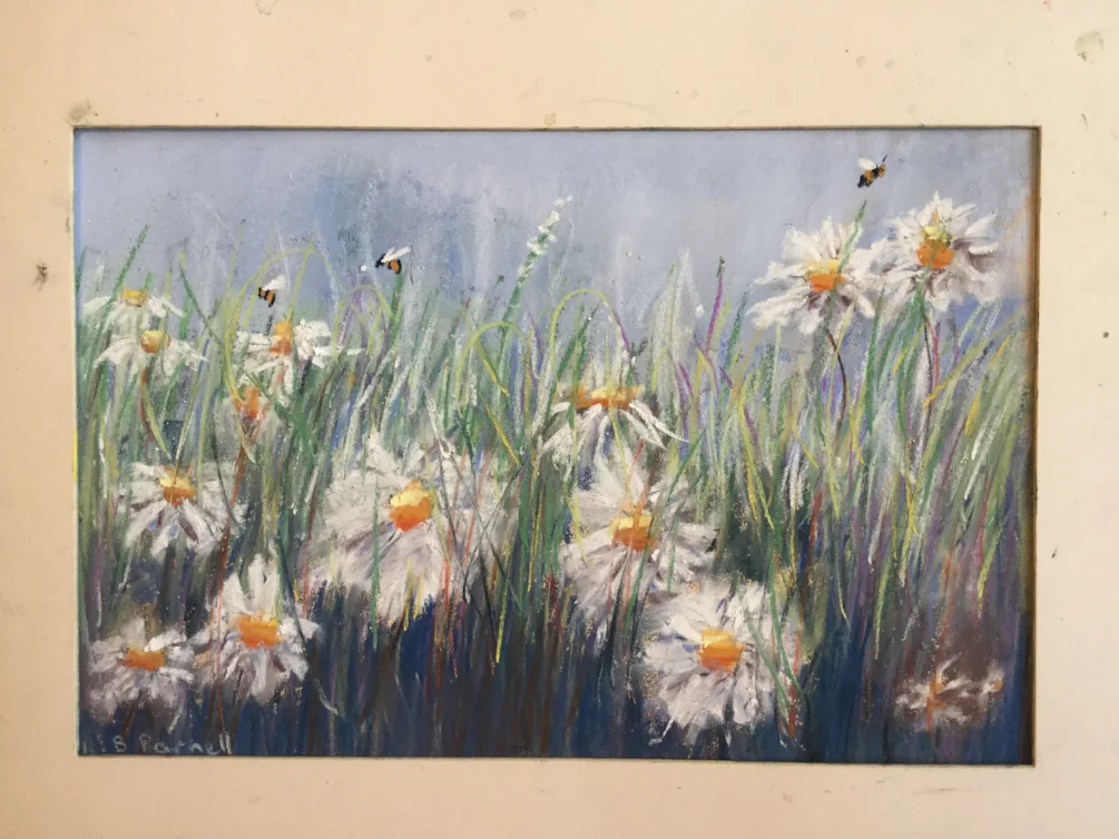 Daisies Daisies