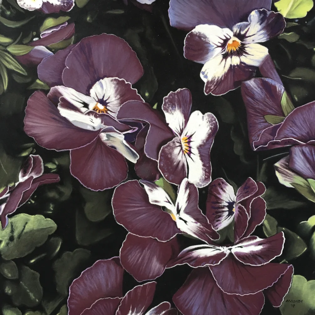 Violas Violas