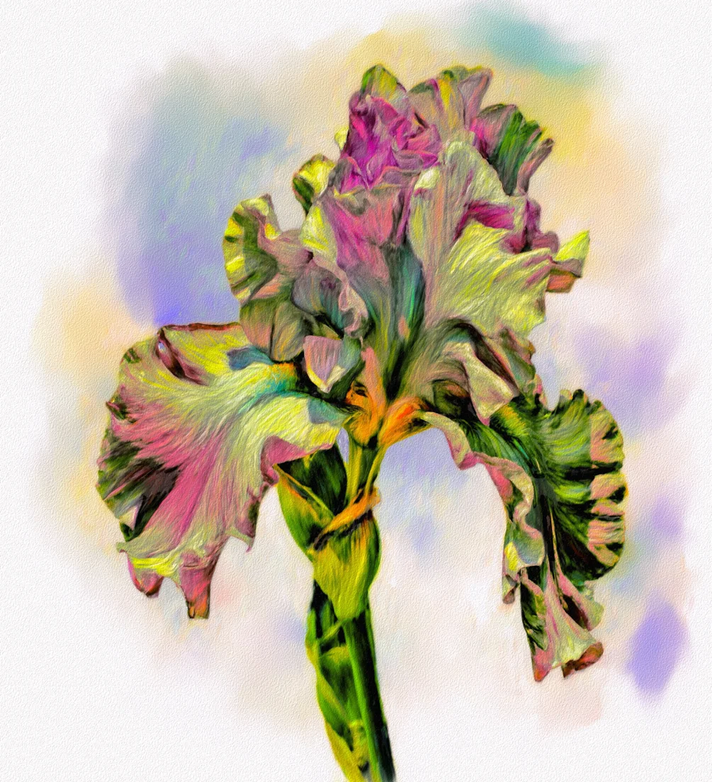 Iris Iris