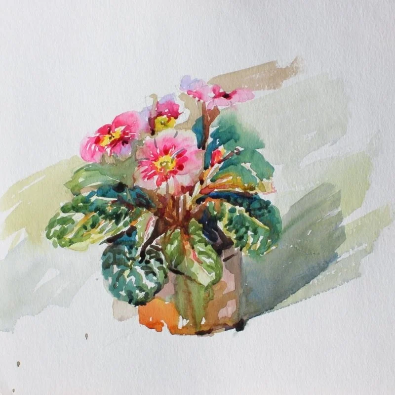 Pink Primula Pink Primula