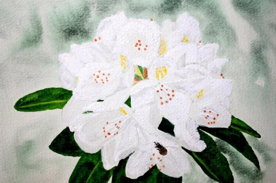 grans rhododendron grans rhododendron