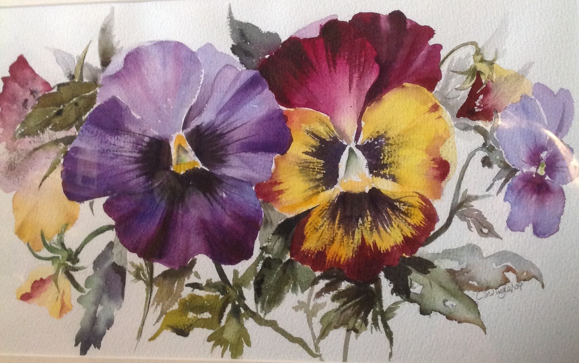 Purple and Yellow Pansy