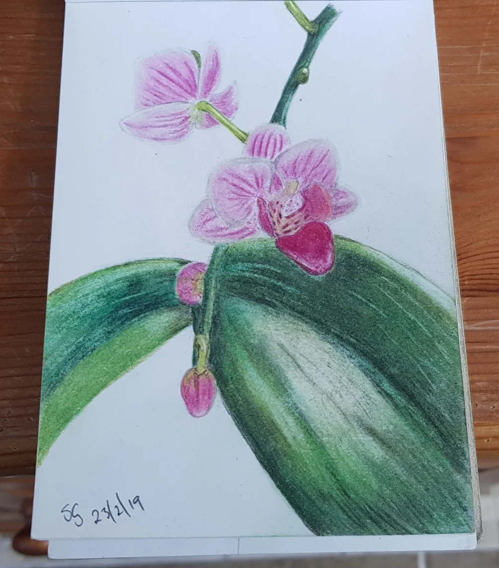 Orchid Orchid