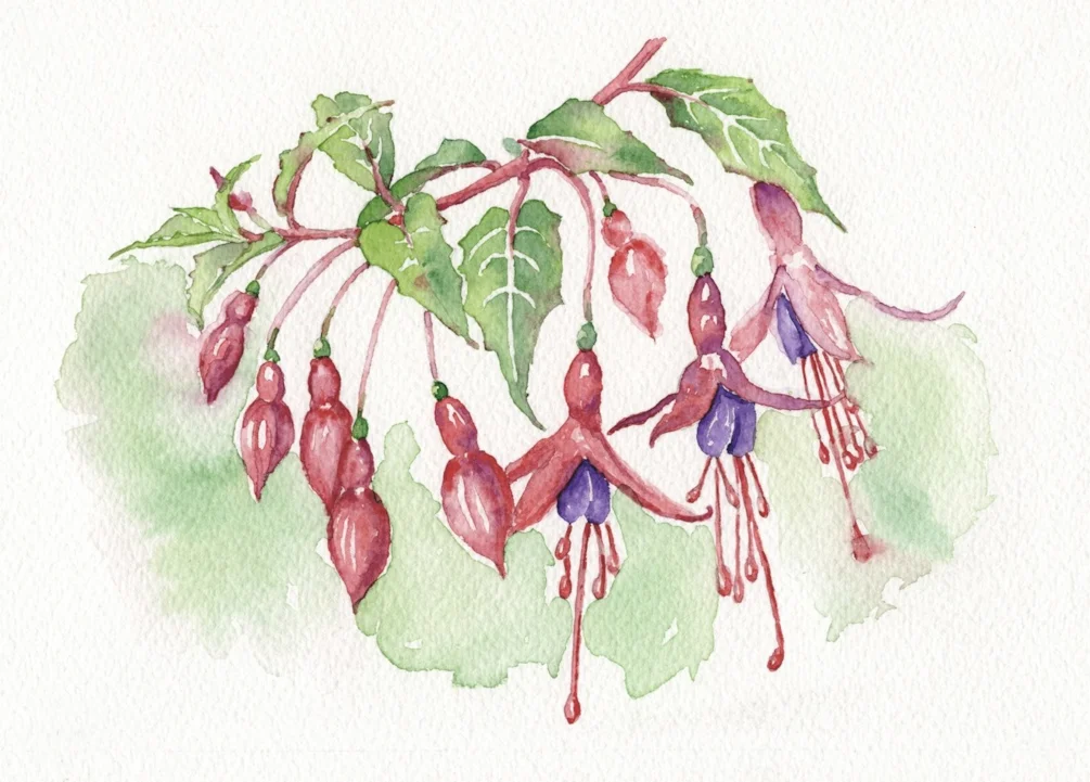 Fuschia Fuschia