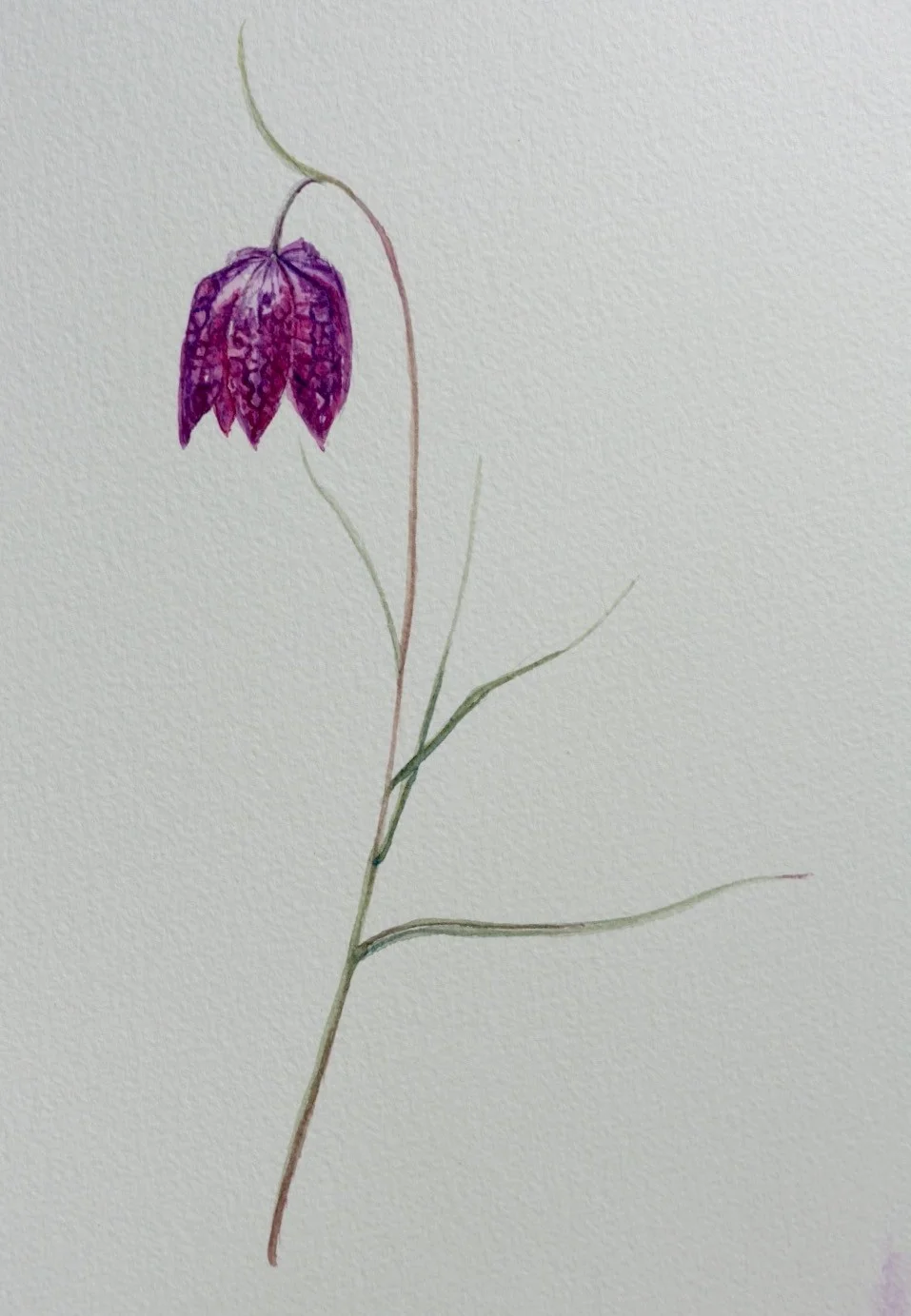 Study of Snakeshead Fritillary Study of Snakeshead Fritillary