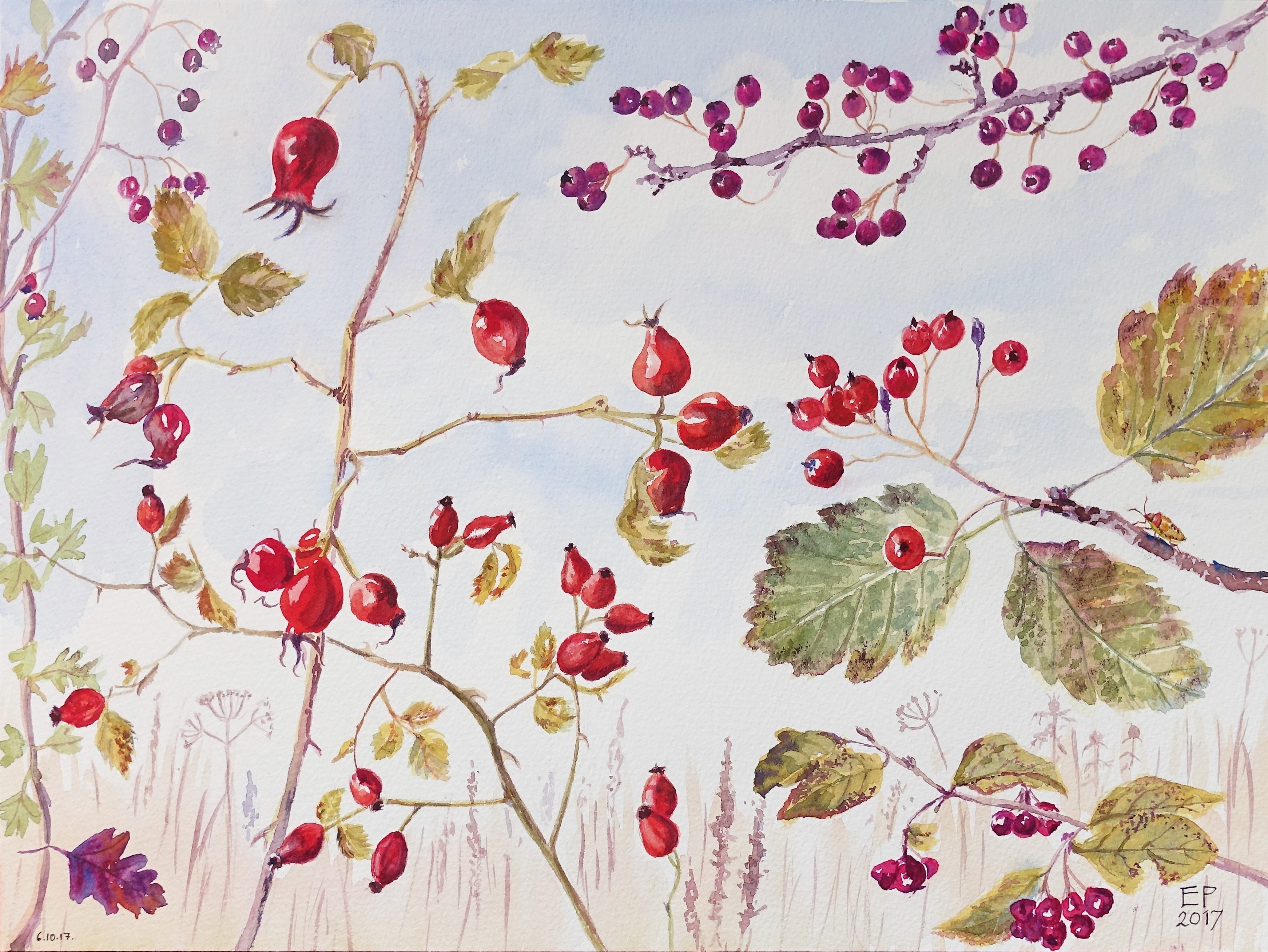 Hedgerow fruits, October
