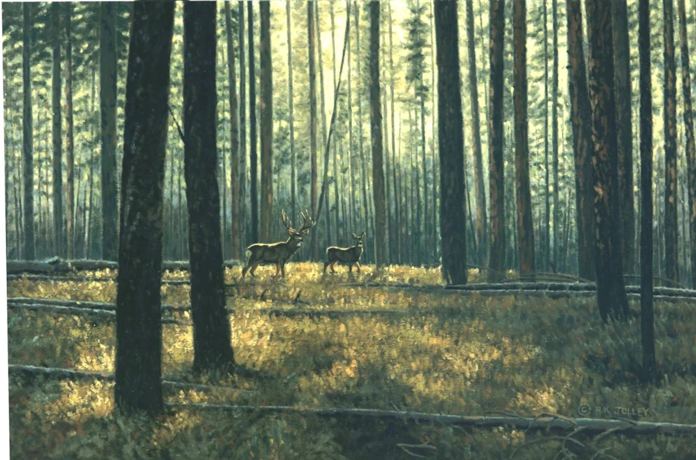 Among the Pines Among the Pines