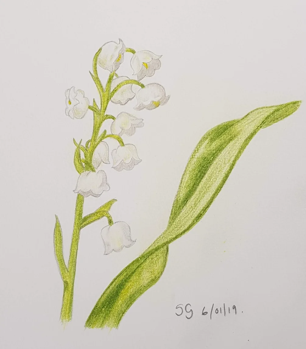 Lily of the Valley Lily of the Valley