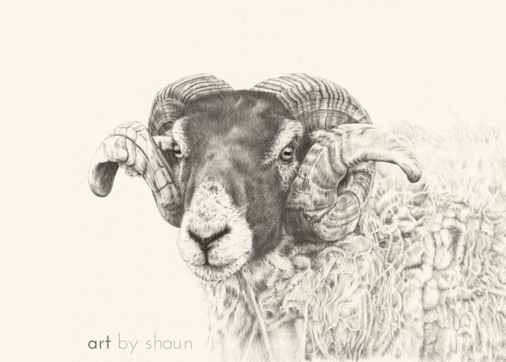 T' Yorkshire Ram T' Yorkshire Ram