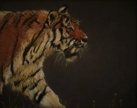 Tiger tiger Tiger tiger