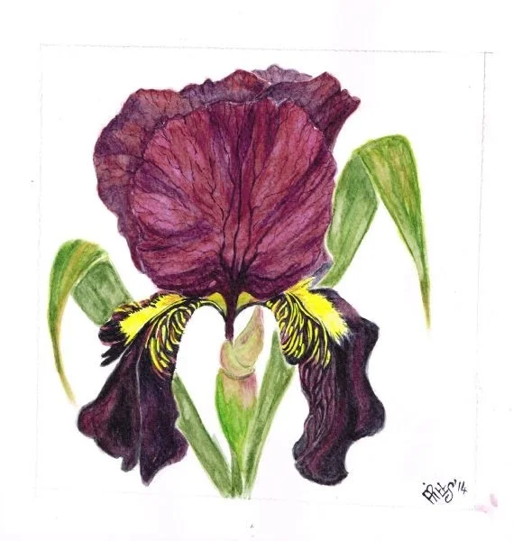 Iris Iris