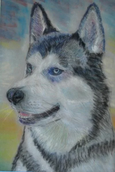 Siberian Husky March LP Project Siberian Husky March LP Project