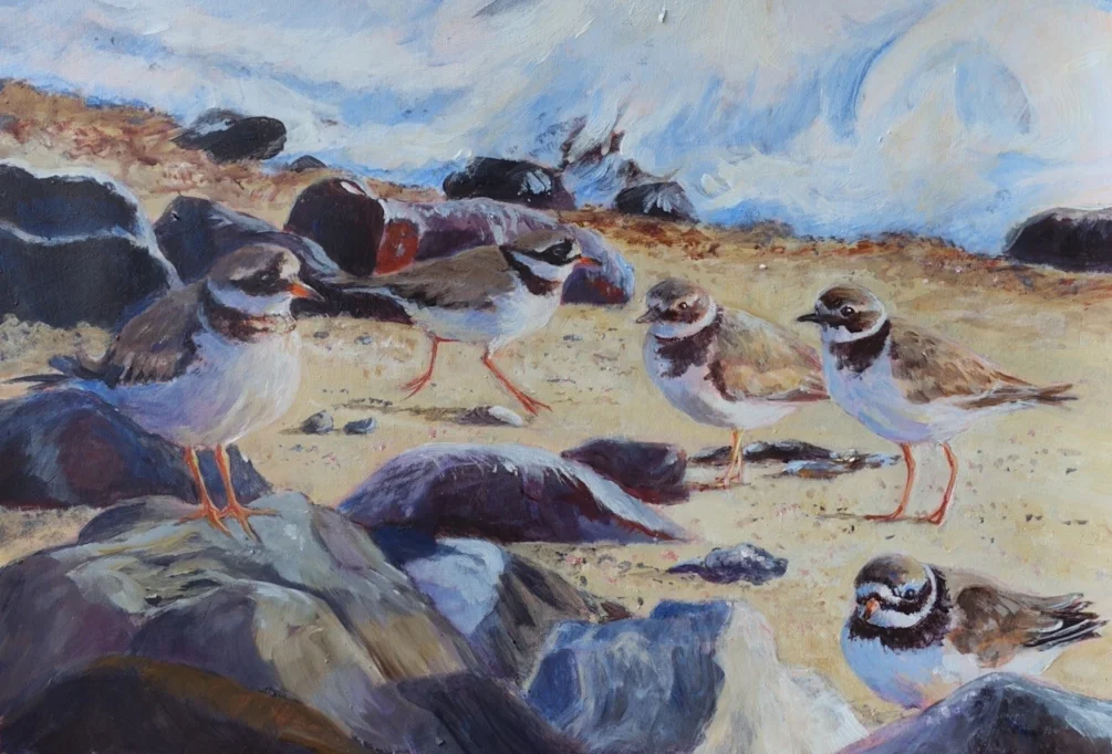 Ringed Plovers at high tide - acrylic 14x10" Ringed Plovers at high tide - acrylic 14x10"