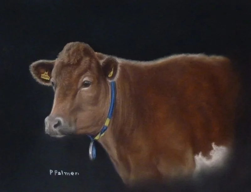 "Guernsey cow" "Guernsey cow"