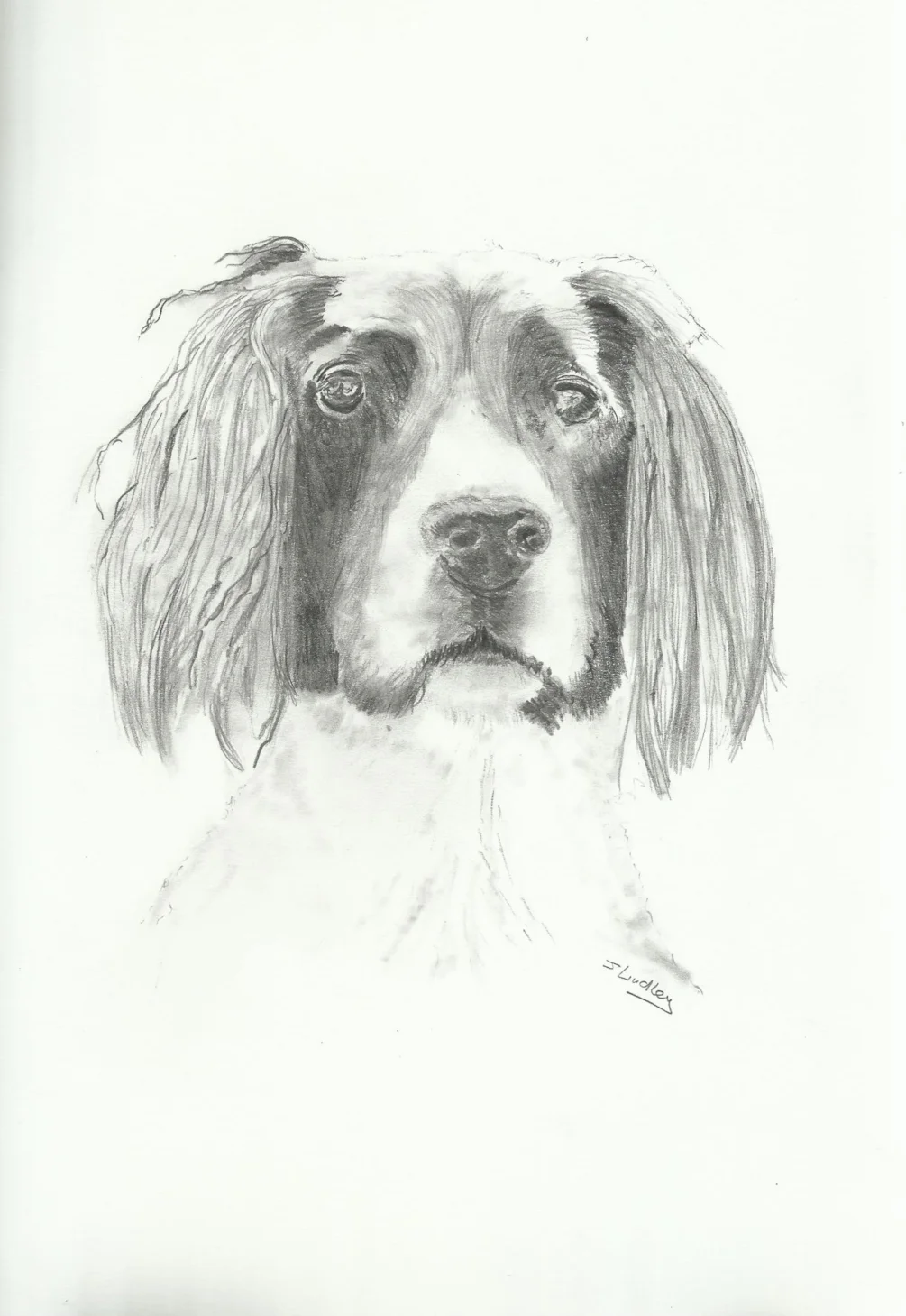 saffy saffy