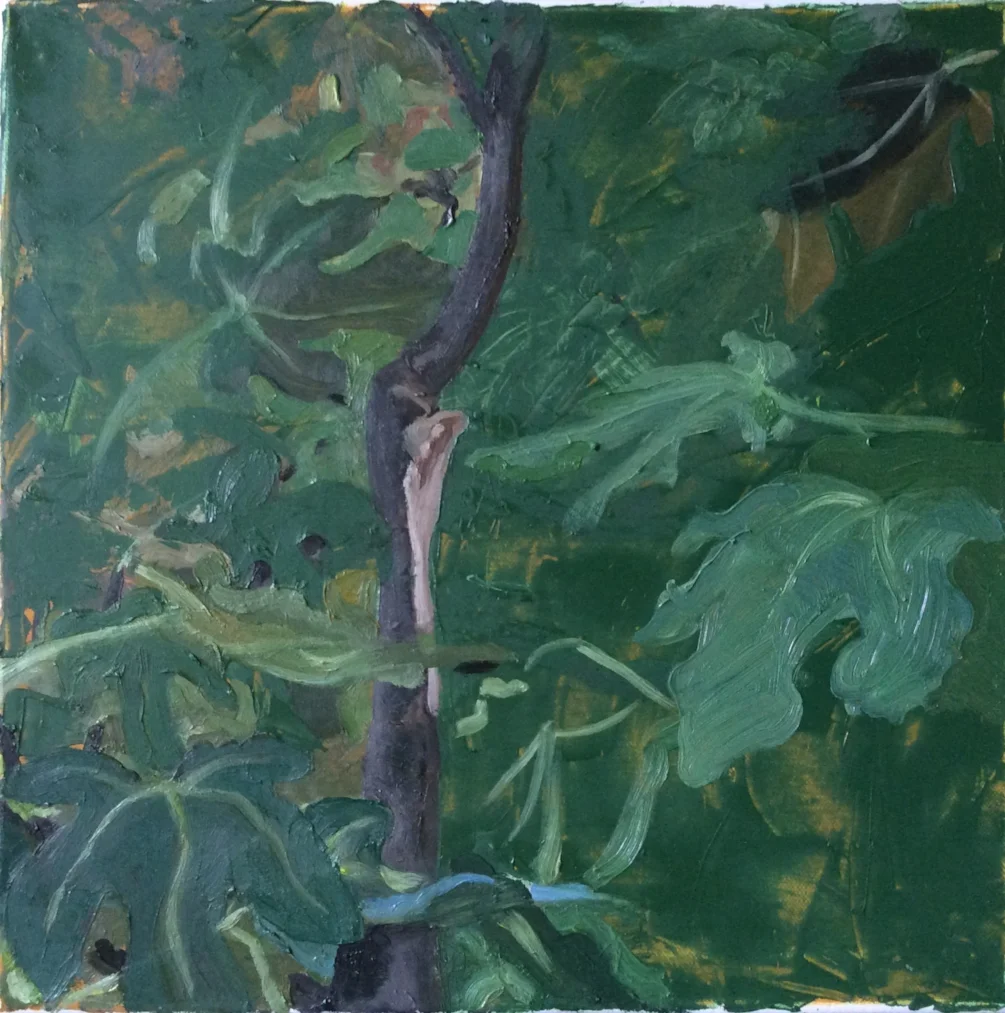 Fig tree Fig tree