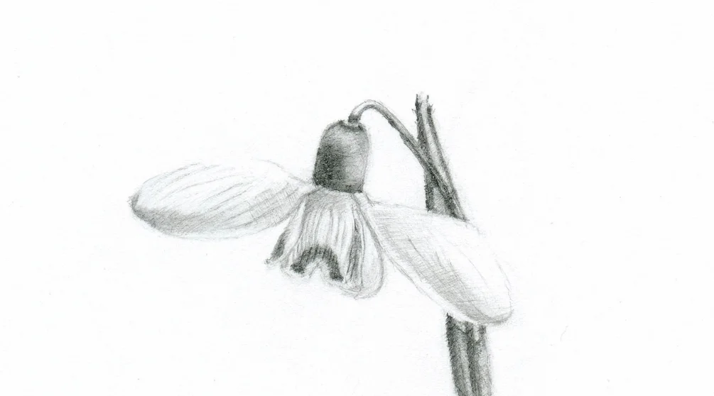 Winter Snowdrops Winter Snowdrops
