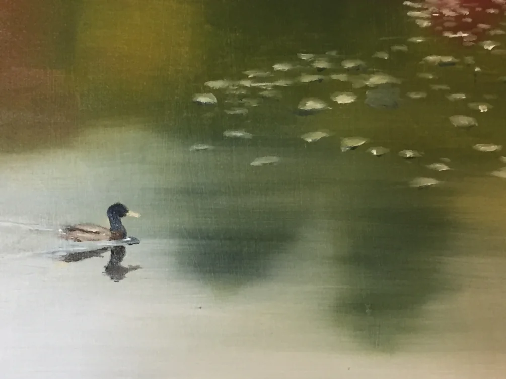 D for Duck D for Duck