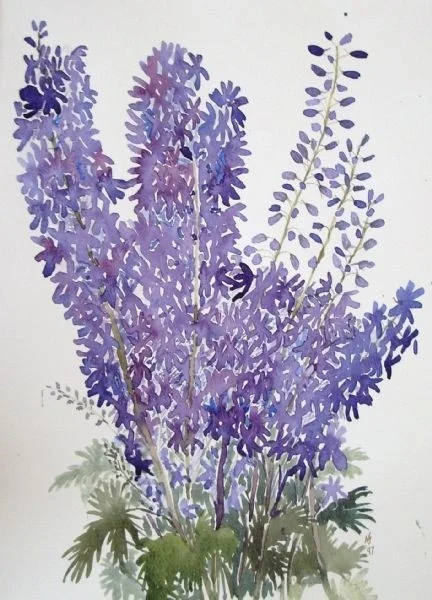 delphiniums delphiniums