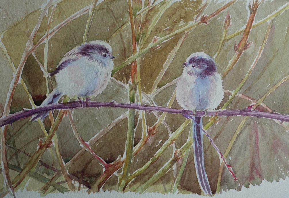 A morning encounter - Long-tailed tits A morning encounter - Long-tailed tits