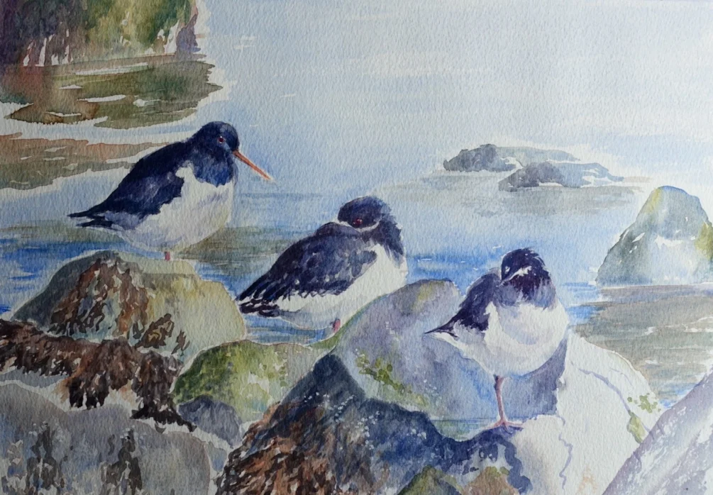 Resting oystercatchers Resting oystercatchers