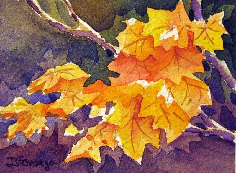 Sugar Maple Sugar Maple