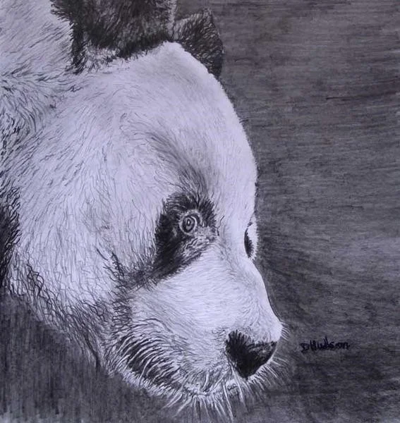 Panda Panda