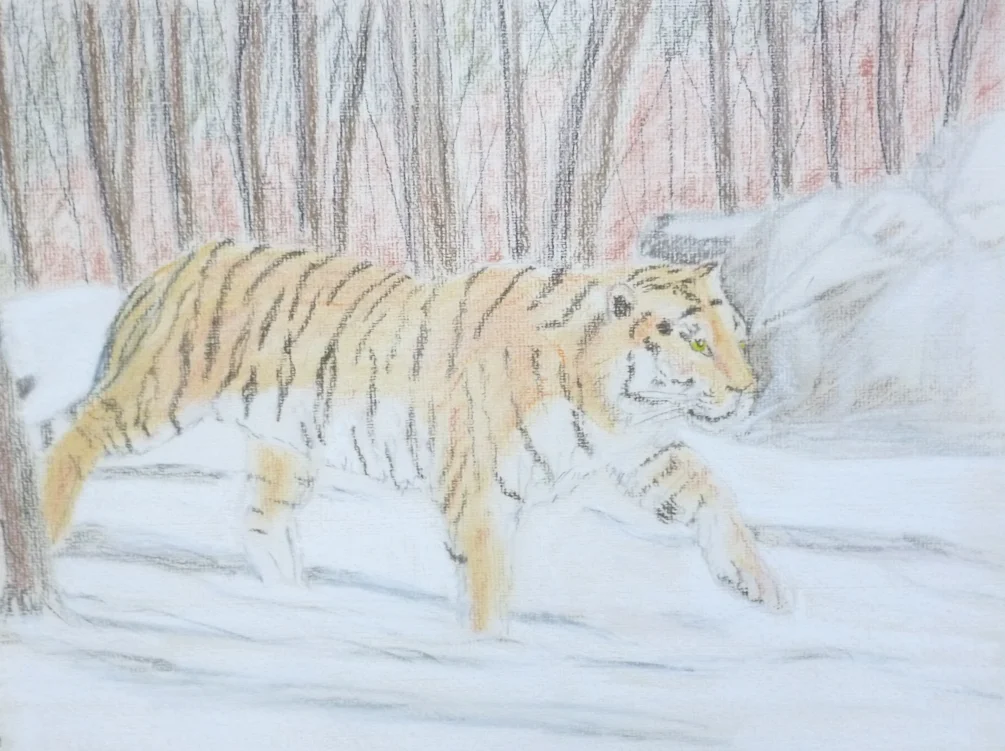Amur Tiger Amur Tiger