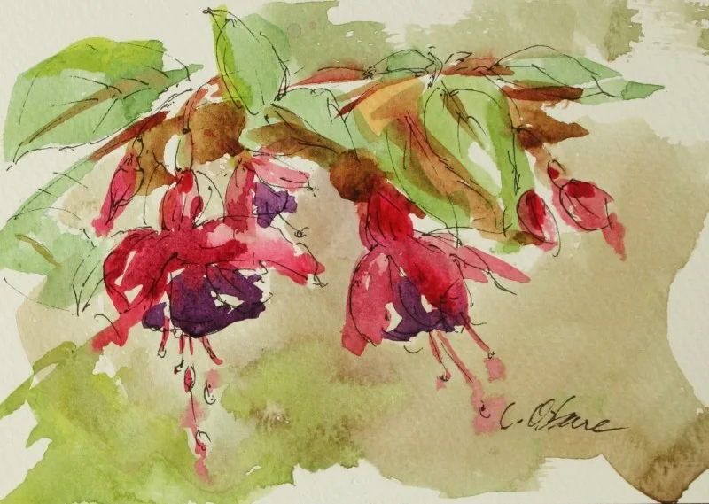Fuchsias Fuchsias