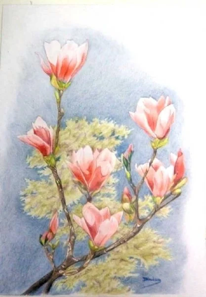Magnolia Magnolia