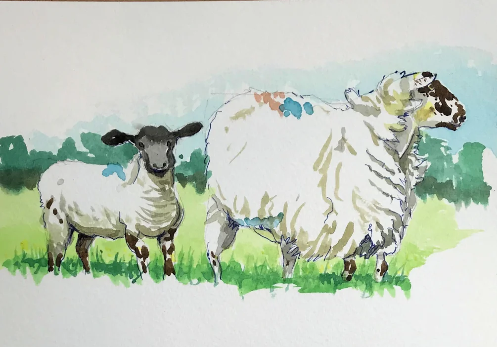 Sheepish Sheepish