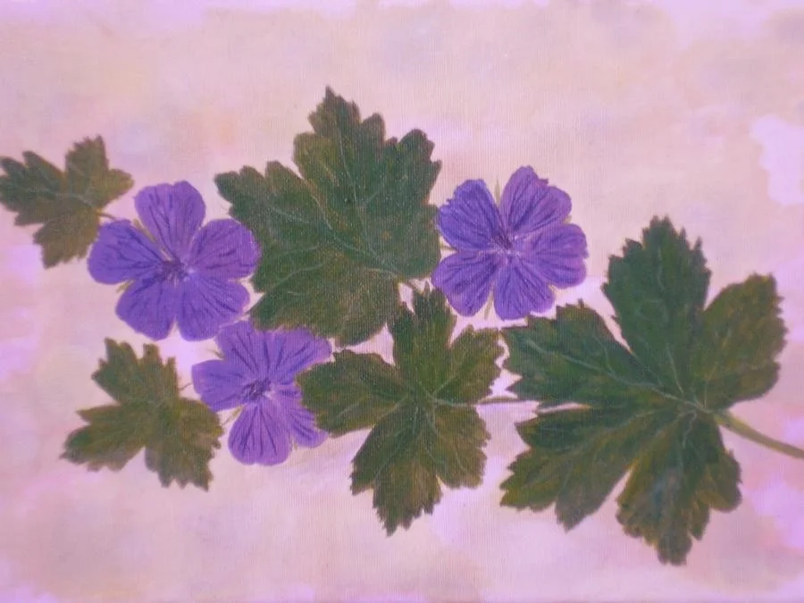Garden Geraniums Garden Geraniums