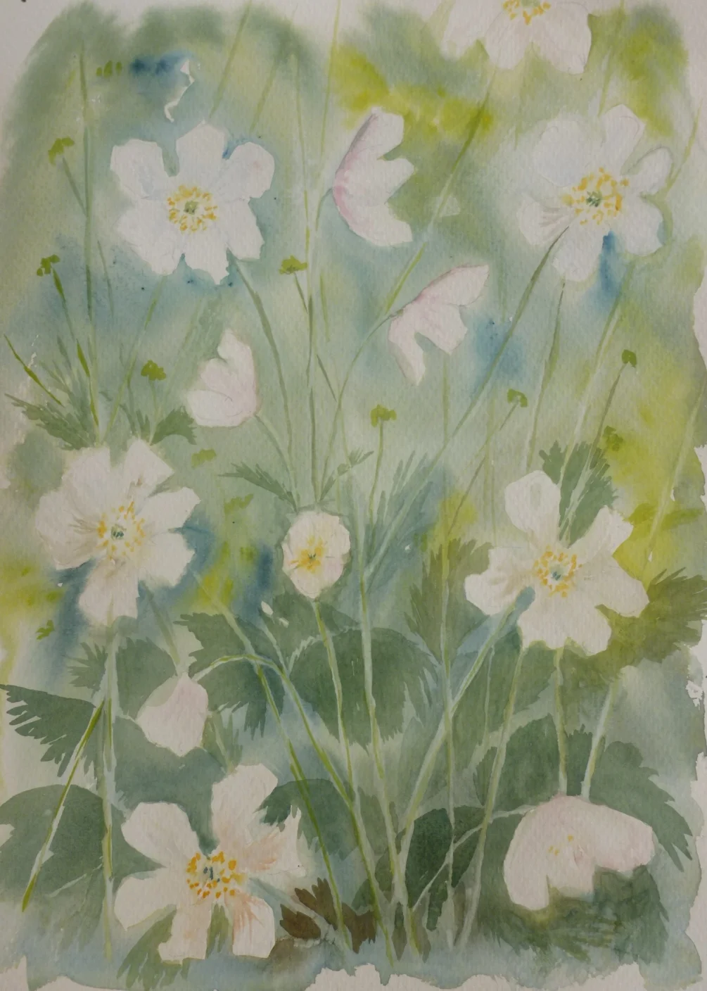 Anemones Anemones