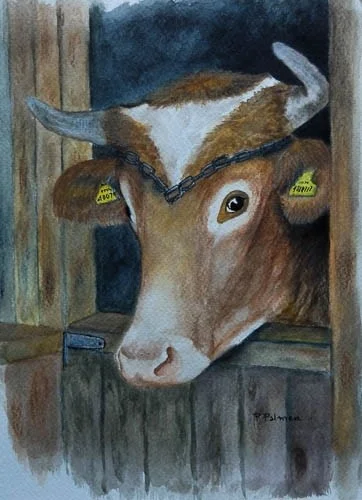 Guernsey bull Guernsey bull