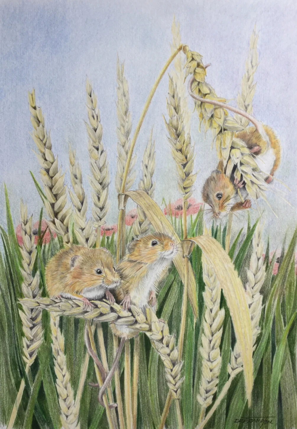 3 harvest mice 3 harvest mice