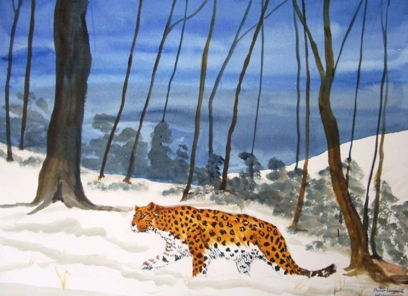 Amur leopard Amur leopard
