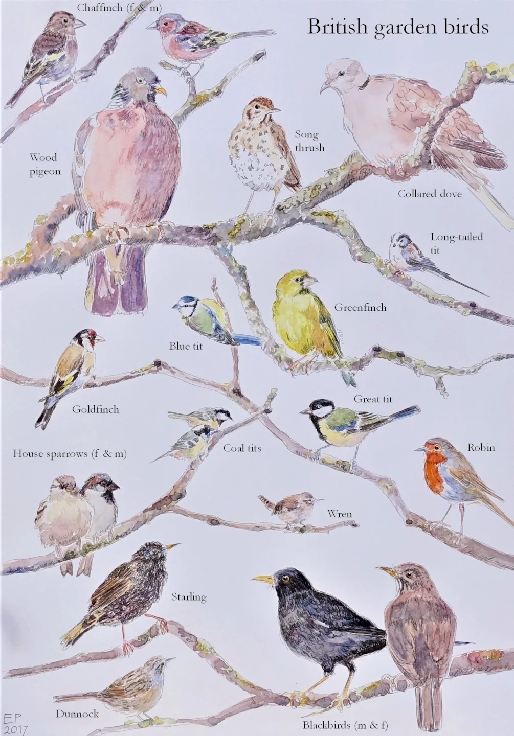 The garden birds The garden birds